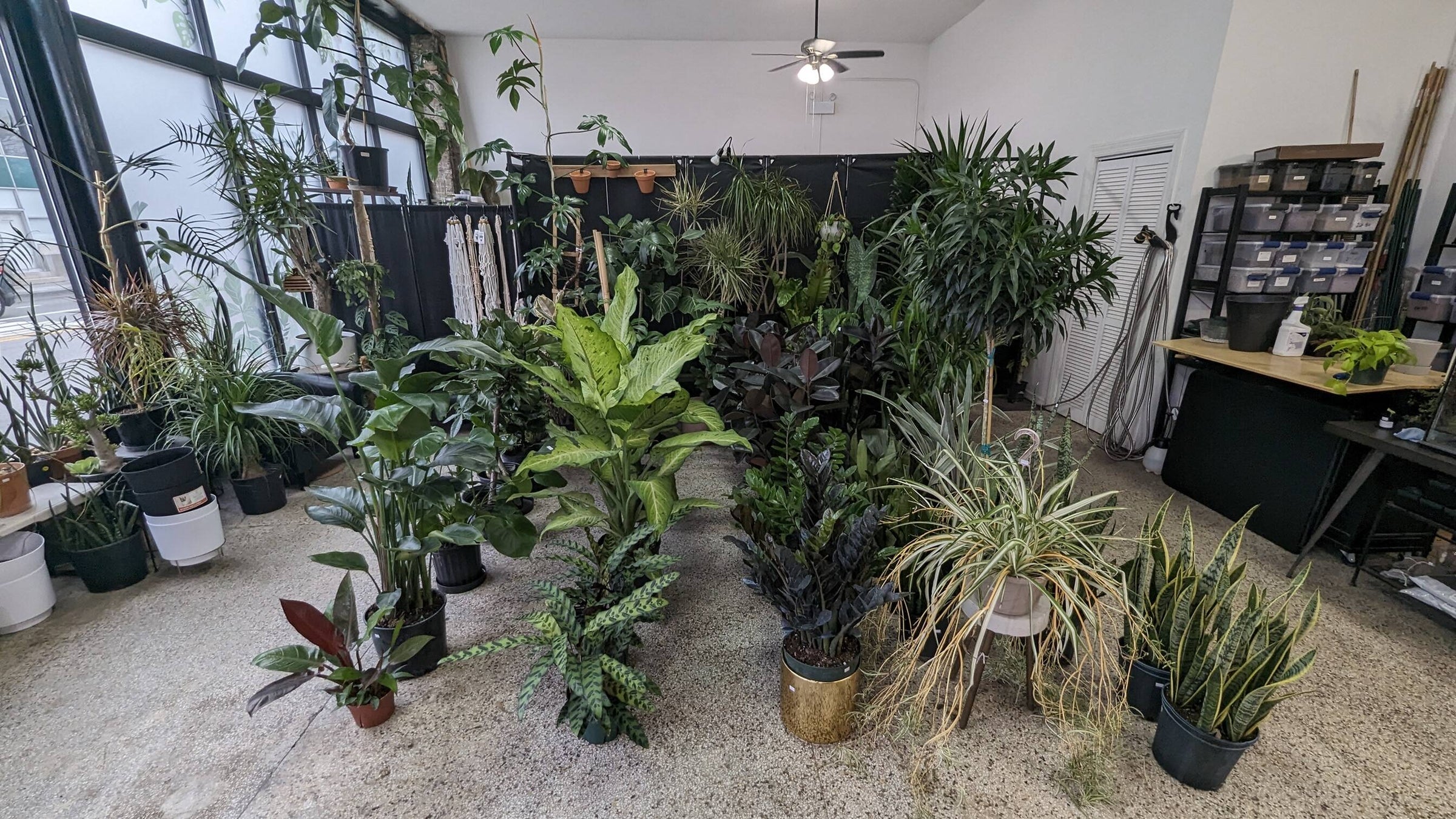prayer plants near me Shop for Lemon Lime Prayer Plant – Hey Rooted main image 0